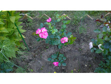 WP 20170716 18 47 38 Pro.jpg