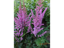 Gloria Purpurea 100�, ���� 1- 2��