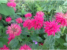 ������� ����