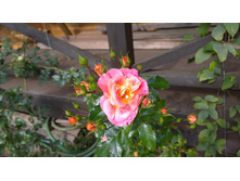 WP 20170914 10 05 00 Pro.jpg