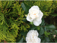 ���� ����������� ����� ����������