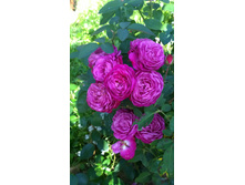 WP 20170820 09 41 27 Pro.jpg