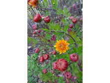 ��������� ���������� "������ ������� "