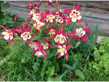 ��������� ������� ������