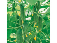 ������ ������ F1 28,00