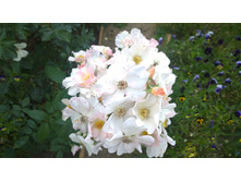 WP 20170811 16 31 43 Pro.jpg