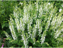 ������ �����