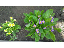 WP 20170521 16 16 10 Pro.jpg