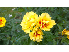 WP 20170721 09 17 52 Pro.jpg