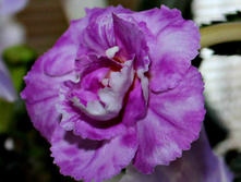 ���������� (�������� Illya Melnyk).jpg - 150 ���.