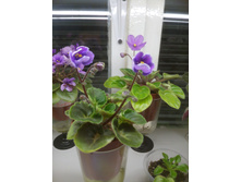 Cupie Doll. �����������: L. Egenites