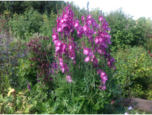 ��������� ����� ���