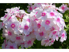 ������(�-17)*