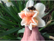 ������� ��������