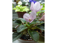 �-���������� (�������� �����?)