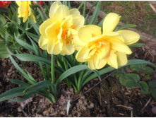 ������� �����