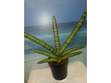 ����������� ������ (Sansevieria Bonsel), ������������ ��������.