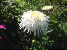 ������� �����