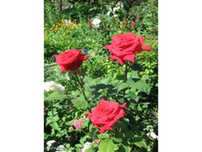 ���� ����� (SOPHIA LOREN).jpg