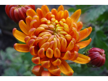 ��������� ���������� "������ ������� "