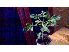 ���������� Fair Ellen.jpg