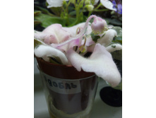 IMG 20170408 232525.jpg