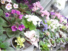 ����� �������))