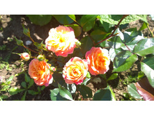 WP 20170713 09 40 15 Pro.jpg