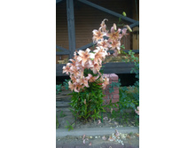 WP 20170728 20 22 31 Pro.jpg