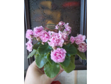 Sassy Sister (S. Sorano)