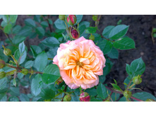 WP 20170709 10 30 05 Pro.jpg