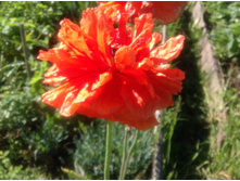 ��� ��������