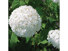 ��������� ����������� "�������" ������� 290�