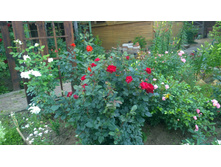 WP 20170721 09 09 20 Pro.jpg