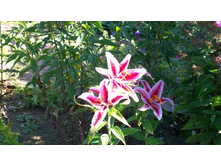 WP 20170910 09 04 39 Pro.jpg