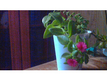 ������� �������������