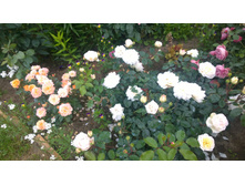 WP 20170721 09 11 55 Pro.jpg