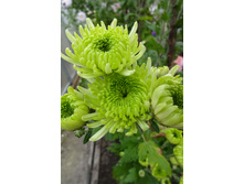 ��������� ���������� "����"