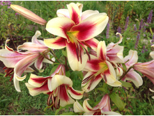 ����� ������