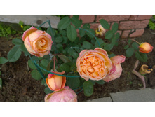 WP 20170709 12 38 26 Pro.jpg