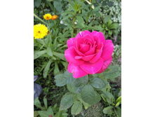 IMG 20170730 165515.jpg