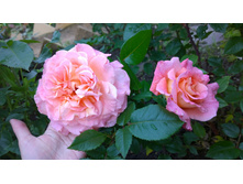 WP 20170709 10 29 14 Pro.jpg