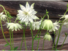 ��������� ������ ����