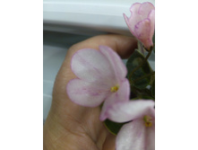 �-���������� (�������� �����?)