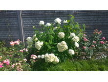 WP 20170819 14 47 43 Pro.jpg