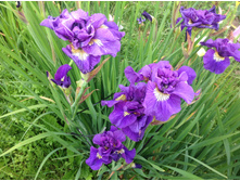 ���� ��������� ���� ��������