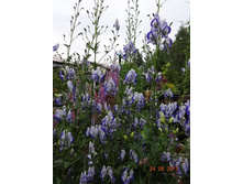 120���, ������ �������� ���� ������� (Aconitum cammarum Bicolor)
