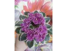 Jolly Frills (H.Pittman)