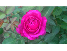 WP 20170704 12 42 52 Pro.jpg