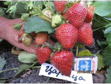 ��������� ������ ������� ���, 44���. (�������� 17��).jpg